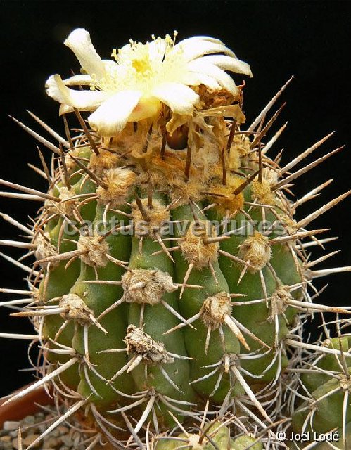 Copiapoa coquimbana  ©JLcoll743